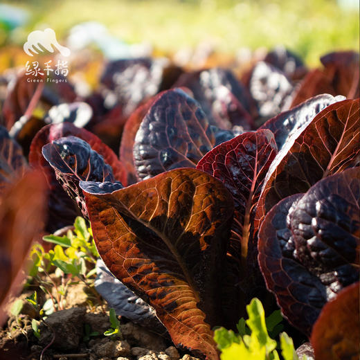 生态紫罗马生菜 | 绿家自产*ecological purple Roma lettuce | Self-production 商品图0