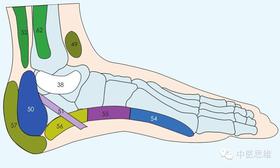  足底养生神奇揭秘，足内侧特效反射区，失眠，腰突，妇科疾病......都能治 
