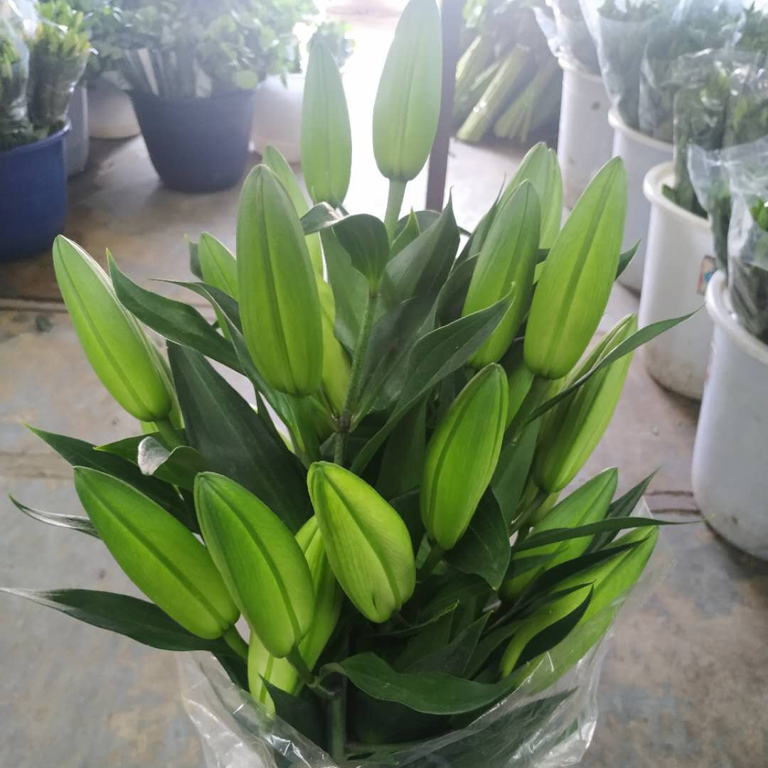 曼丽莎黄天霸多头45元 秒杀