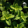 生态薄荷 | 绿家自产 * ecological mint | Self-production 商品缩略图1