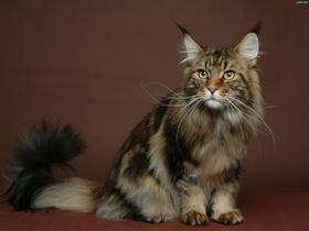 让猫咪更长寿的六个秘诀