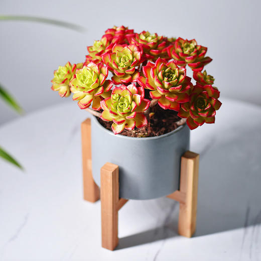 云南基地直发~蒂亚多肉1盆