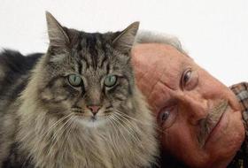 你的猫咪有可能在掩盖关节病