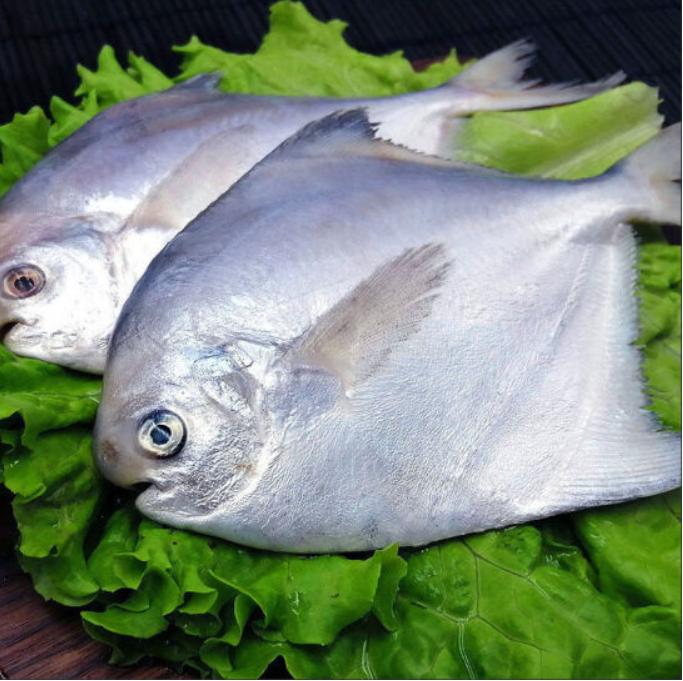 野生小白鲳鱼 400g±40g 6-7条每日到货