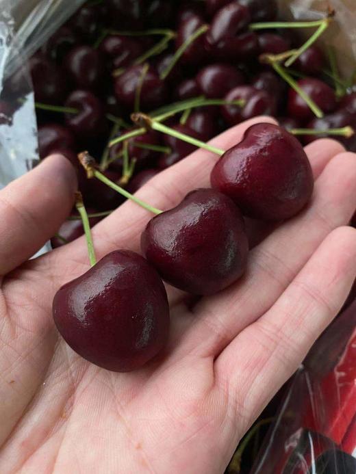 周二秒杀:【智利双j加大桑提娜车厘子 】甜度高,硬,脆,甜!