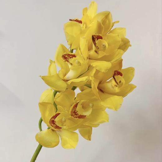 【大花蕙兰 鲜切花】金光1支/份 买2份减20元 花期约2-3个月