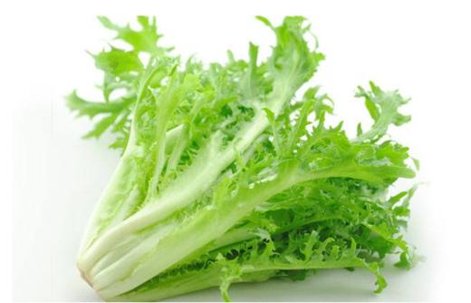 苦菊300g｜静物自产 商品图0