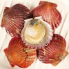 扇贝3斤/份 商品缩略图0