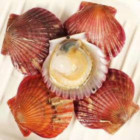 扇贝3斤/份