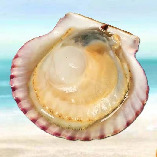 扇贝3斤/份 商品图1