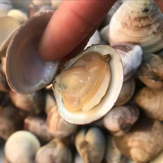 蛤蜊500克/份 商品图0