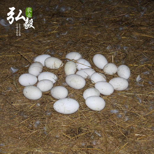 【弘毅六不用生态农场】 生态散养 新鲜鹅蛋 6枚/份 商品图3