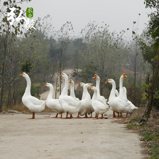 【弘毅六不用生态农场】 生态散养 新鲜鹅蛋 6枚/份 商品图4