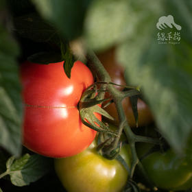 生态西红柿/番茄 | 绿家自产 * Eco-tomato | In-House Production