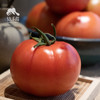 生态西红柿/番茄 | 绿家自产 * Eco-tomato | In-House Production 商品缩略图1