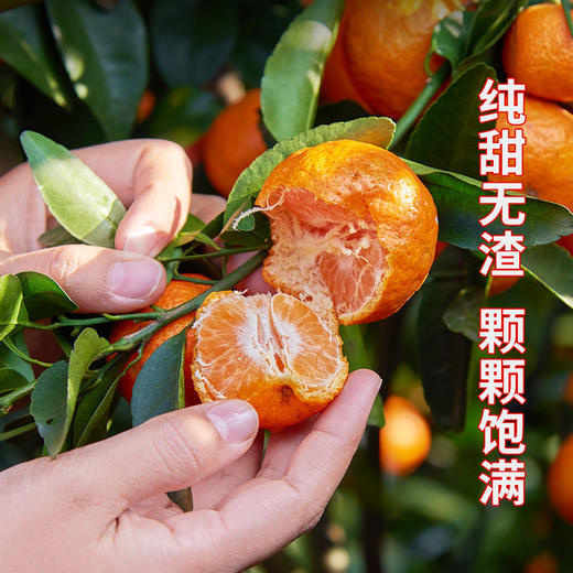 正宗佛冈砂糖桔整箱5斤 橘子皮薄多汁 新鲜上市  全国非偏远地区包邮 商品图2