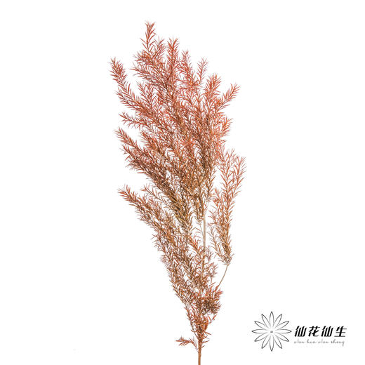 叶材 | 永生千层金橙色 商品图5