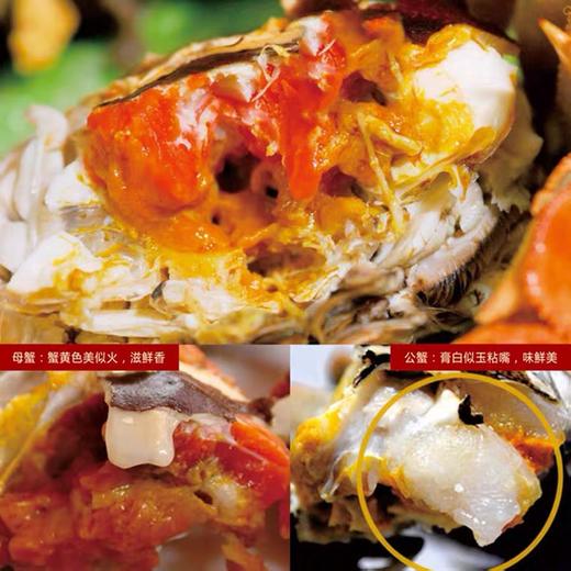 三只大闸蟹鲜活海鲜水产   两母一公 共三只 商品图2