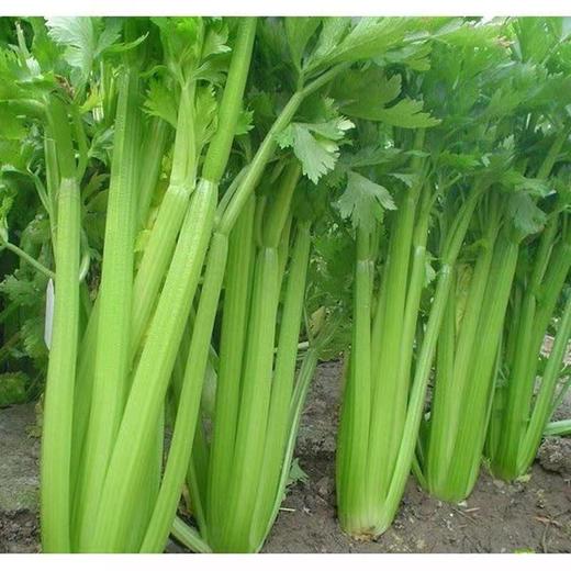 农家自种新鲜芹菜3斤/份 商品图1