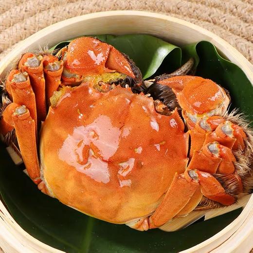 三只大闸蟹鲜活海鲜水产   两母一公 共三只 商品图1