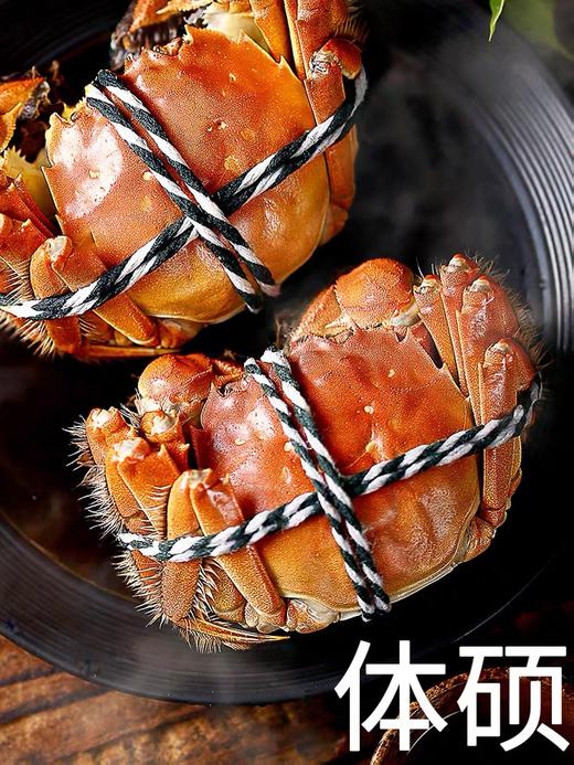 三只大闸蟹鲜活海鲜水产   两母一公 共三只 商品图9