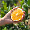 赣南脐橙 中华名果 橙汁满满 芳香四溢 自然成熟 商品缩略图3