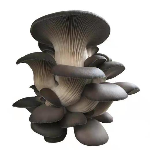 新鲜蘑菇平菇2斤/份 商品图1