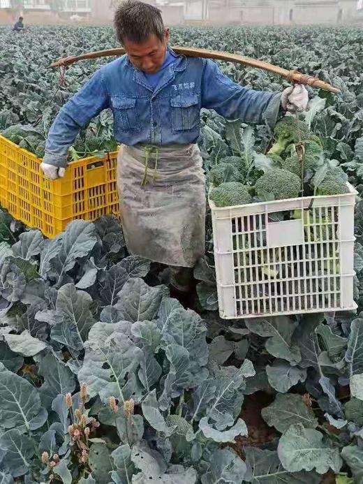 农家新鲜西兰花500克/份 商品图2