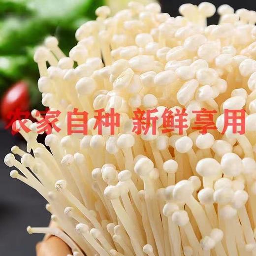 新鲜金针菇 500克/份 商品图1