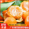 正宗佛冈砂糖桔整箱5斤 橘子皮薄多汁 新鲜上市  全国非偏远地区包邮 商品缩略图0