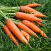 新鲜胡萝卜甜脆现挖农家蔬菜带泥3斤/份 商品缩略图1