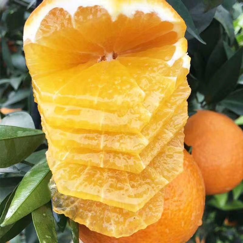 四川爱媛42号果冻橙 8斤装16个内