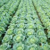 新鲜绿甘蓝包心菜卷心菜3斤/份±100克 商品缩略图2