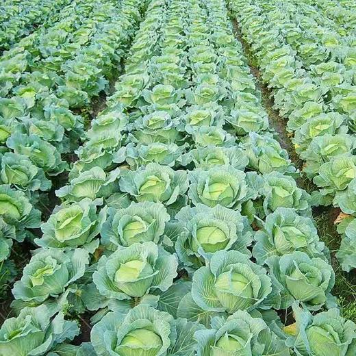 新鲜绿甘蓝包心菜卷心菜3斤/份±100克 商品图2