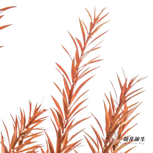 叶材 | 永生千层金橙色 商品图1