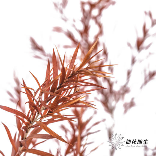 叶材 | 永生千层金橙色 商品图2