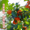 正宗佛冈砂糖桔整箱5斤 橘子皮薄多汁 新鲜上市  全国非偏远地区包邮 商品缩略图1