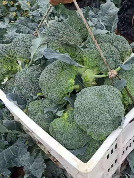 农家新鲜西兰花500克/份 商品图1