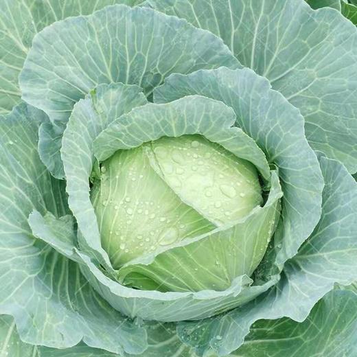 新鲜绿甘蓝包心菜卷心菜3斤/份±100克 商品图1