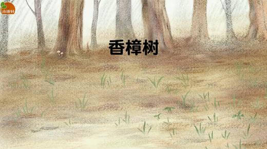 香樟树 商品图0