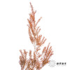 叶材 | 永生千层金橙色 商品缩略图4