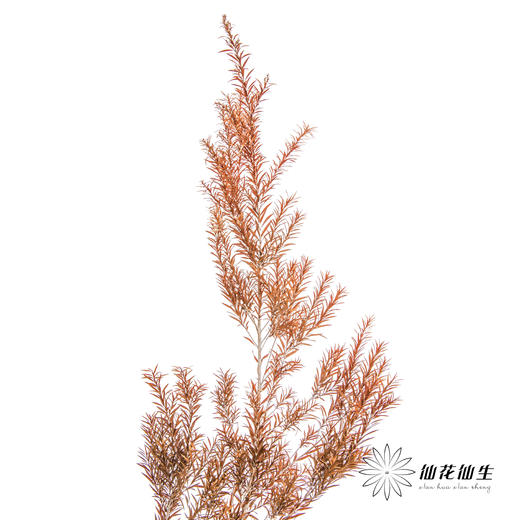 叶材 | 永生千层金橙色 商品图4