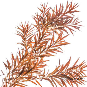 叶材 | 永生千层金橙色