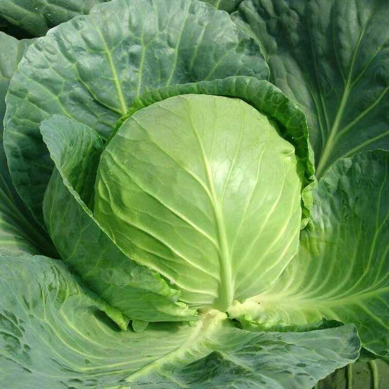 新鲜绿甘蓝包心菜卷心菜3斤/份±100克