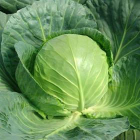 新鲜绿甘蓝包心菜卷心菜3斤/份±100克