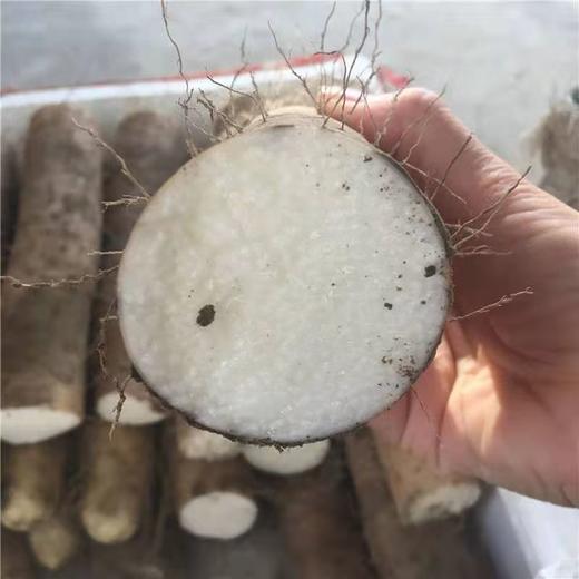山药3斤/份 商品图0