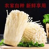 新鲜金针菇 500克/份 商品缩略图0