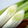章丘大葱长白1斤/份 商品缩略图2