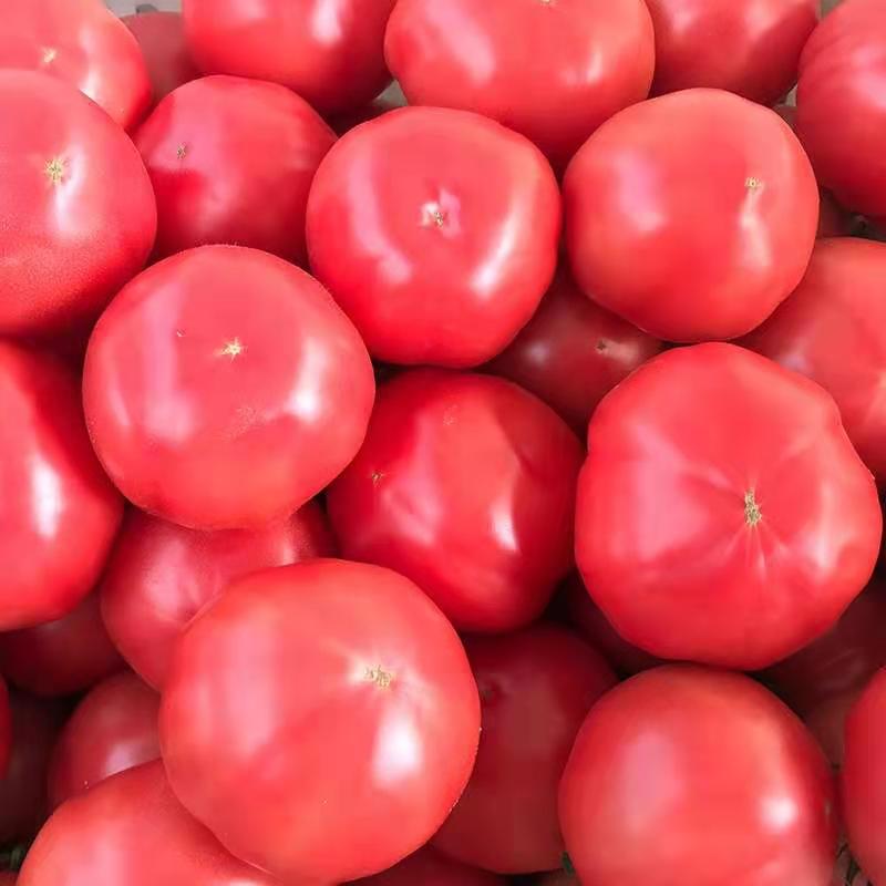 新鲜蔬菜沙瓤西红柿2斤/份