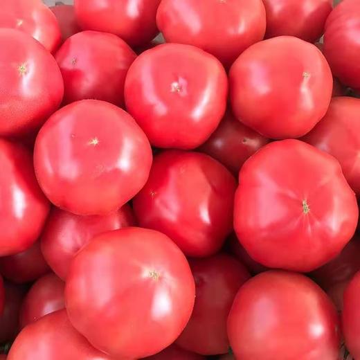 新鲜蔬菜沙瓤西红柿2斤/份 商品图0